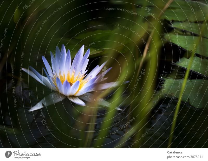 A blue water lily blooms in the pond Nature Plant Water Summer Flower Grass Leaf Blossom Exotic Water lily Aquatic plant Juncus water lily blossom Garden