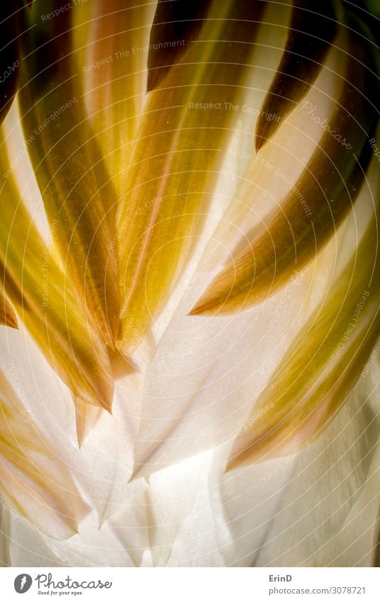 Design in Petal Macro with Curves and Lines in Cactus Flower Beautiful Nature Exceptional Cool (slang) Fresh Uniqueness Natural Rich Soft White Serene Colour