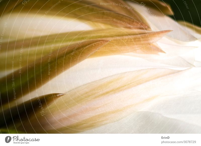 Points and Curves in Petal Macro Night Blooming Cactus Design Beautiful Nature Flower Exceptional Cool (slang) Fresh Uniqueness Natural Rich Soft White Serene