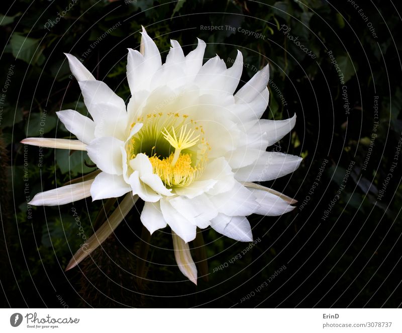Huge Cactus Flower Blooming in Bright White and Yellow Design Beautiful Nature Exceptional Cool (slang) Fresh Uniqueness Natural Rich Soft Serene Colour