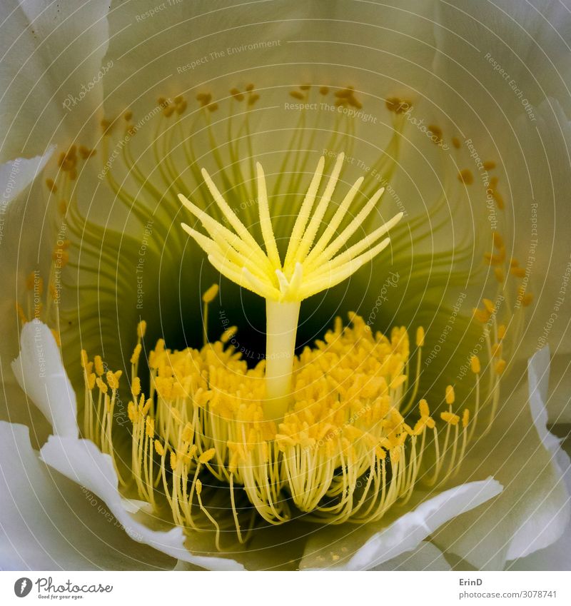 Intricate Shapes Macro Night Blooming Cactus Flower Design Beautiful Nature Exceptional Cool (slang) Fresh Uniqueness Natural Rich Soft White Serene Colour