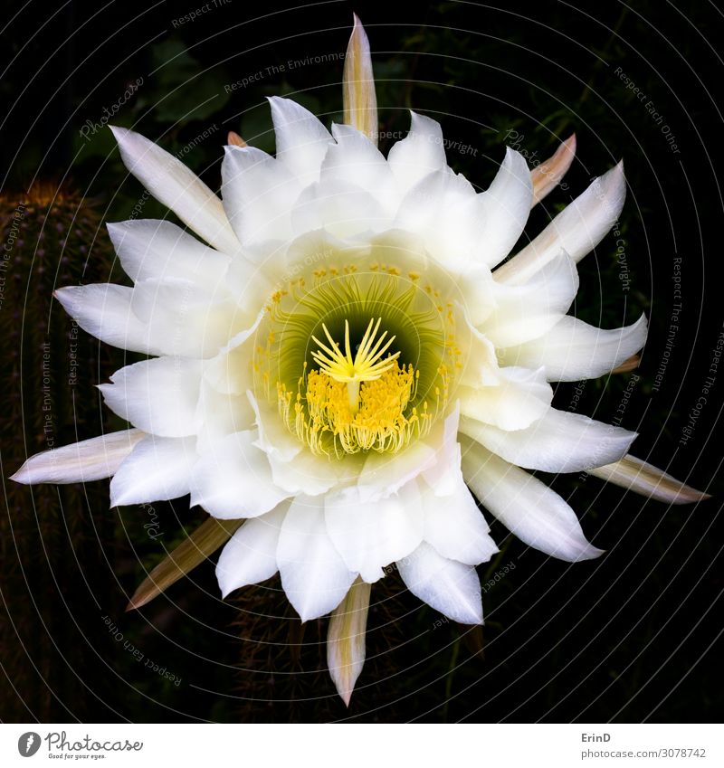 Huge White and Yellow Extravagant Cactus Flower Design Beautiful Nature Exceptional Cool (slang) Fresh Uniqueness Natural Rich Soft Serene Colour colorful
