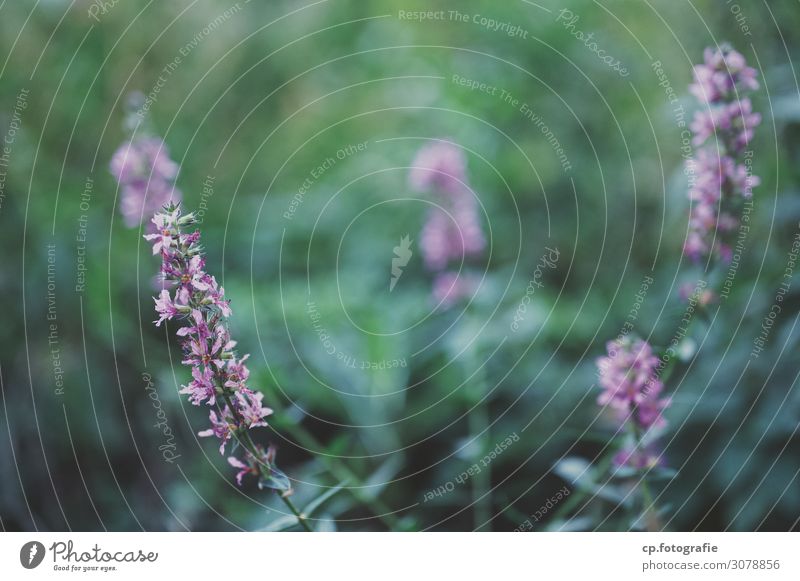 Blurred Blossom Nature Plant Summer Leaf Wild plant Fragrance Beautiful Green Violet Subdued colour Exterior shot Deserted Evening Shallow depth of field