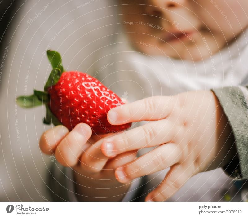Baby hands hold red strawberry Shallow depth of field Blur Light Copy Space bottom Copy Space top Interior shot Multicoloured Colour photo Spring Climate change