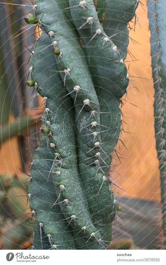 twisted cactus Cactus Cactus species Thorn Distorted trunk Thorny peak painful Caution Greenhouse Plant Detail wax Nature Exotic Desert Planez cactus plant