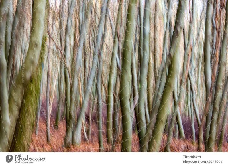 on the brink | the forest or me? trees tree trunks youthful Thin Many Narrow slanting Ground foliage Autumn mazy blurred disconcerting colored Nature Forest