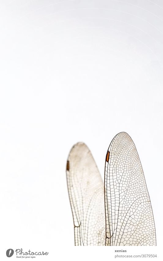 Dragonfly wings with wing painting on white background Grand piano Animal Dead animal Insect 1 Flying Brown White Transparent veining wing field