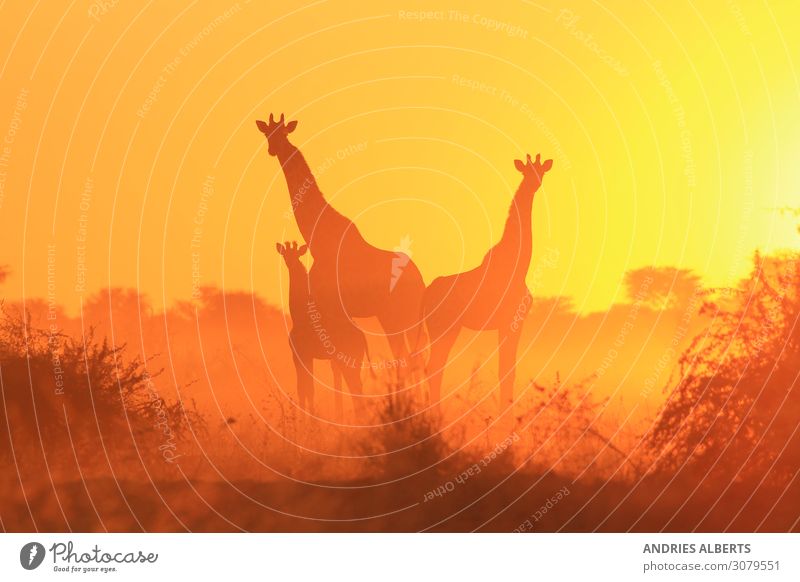 Giraffe Silhouette - Family of Freedom Animal Wild animal 3 Group of animals Herd Baby animal Animal family Listening Authentic Exceptional Famousness Elegant