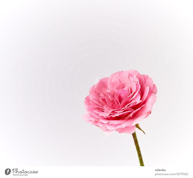 bud of a blooming pink rose on a white background Feasts & Celebrations Wedding Nature Plant Flower Blossom Love Simple Fresh Soft Pink White Colour greeting