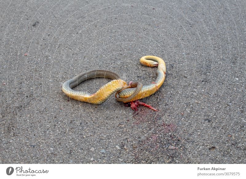 A dead snake crushed on asphalt road Animal Wild animal Dead animal 1 Guilty Shame Remorse Fear Fear of death Deserted Evening Central perspective