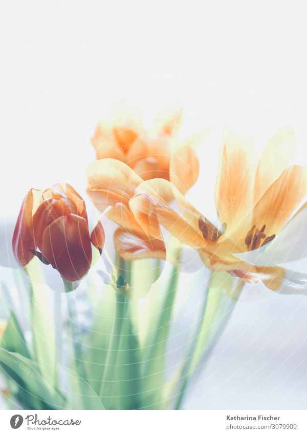Tulips double exposure Nature Plant Spring Summer Autumn Winter Flower Bouquet Blossoming Illuminate Yellow Green Orange Pink Red Turquoise White Picturesque