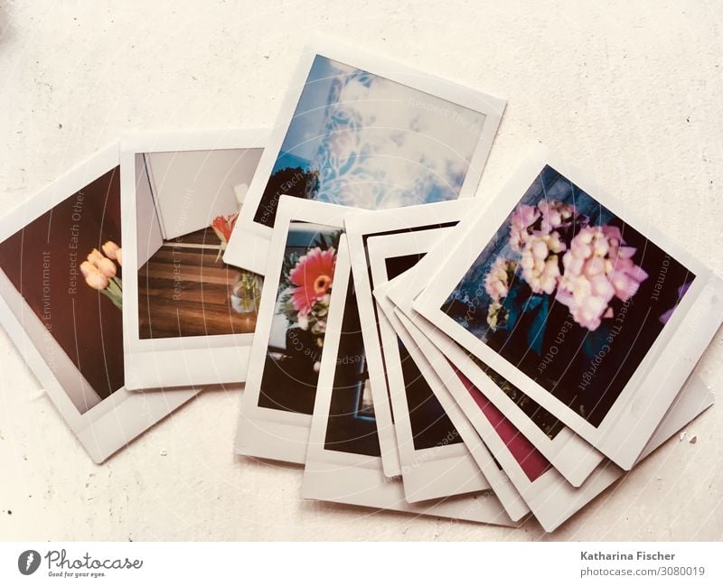 instant pictures Plant Spring Summer Autumn Winter Old Blue Yellow Gray Orange Pink Red Turquoise White Past Transience Polaroid Instant camera Photography