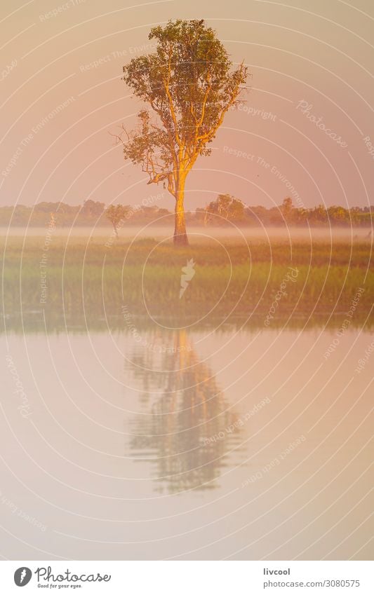 tree in yellow water , billabong Life Vacation & Travel Tourism Trip Adventure Sun Sailing Nature Landscape Plant Animal Spring Fog Tree Park Lakeside