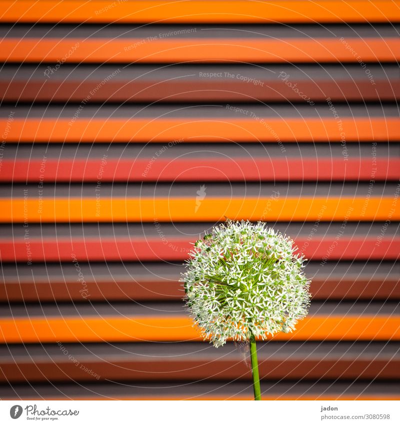 HAPPY BIRTHDAY PHOTOCASE! Red Round lines Flower Plant Square Direct Abstract Deserted Yellow Multicoloured Pattern Structures and shapes Graphic Orange