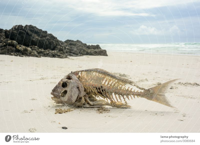Hard (tide) times New Zealand Beach Sand Sandy beach sunshine Ocean Vacation & Travel Nature Beautiful weather Tourism Fish Skeleton Starve Drought Death
