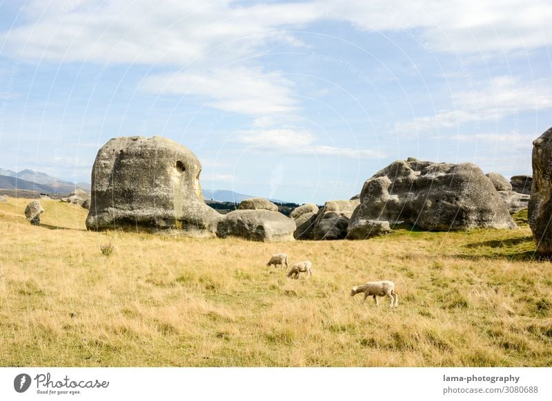 Elephant Rocks Vacation & Travel Tourism Trip Adventure Nature Landscape Grass Hill duntroon Otago New Zealand Deserted Tourist Attraction Farm animal Sheep