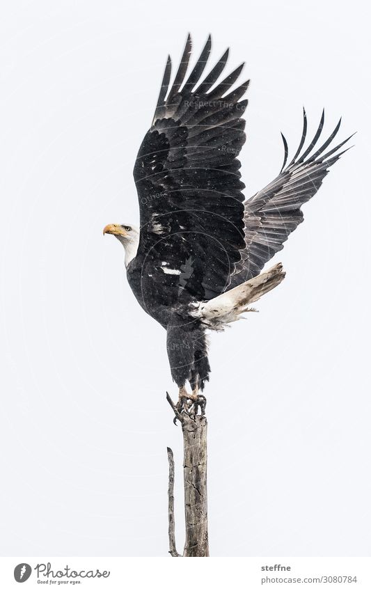 majesty Wild animal 1 Animal Exceptional Bald eagle Eagle Departure Majestic Environmental protection Wing Posture Winter USA Oregon Feather Seldom Ballet