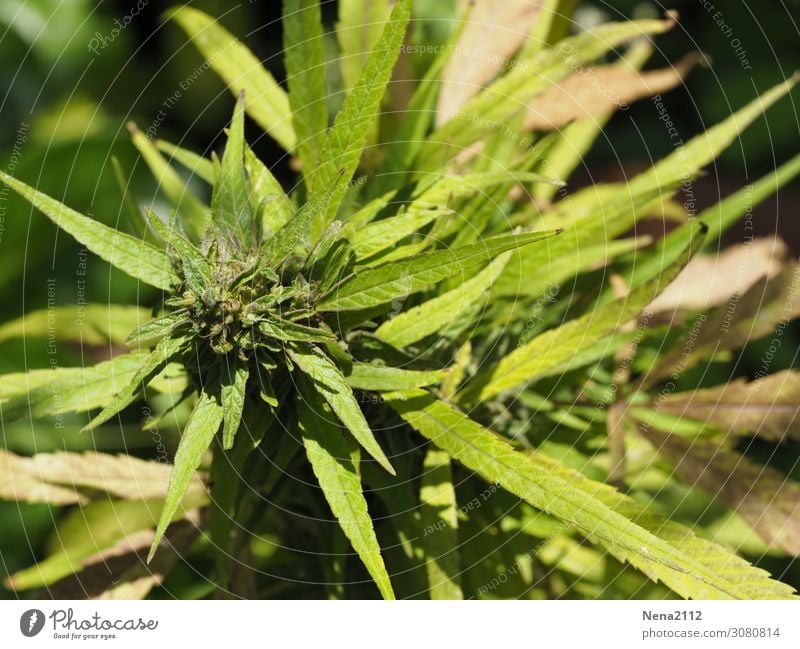 Hemp plant detail Environment Nature Plant Leaf Blossom Green Dependence Cannabis Medication Agricultural crop Bans Illegal Industrial Hemp Nutrional supplement