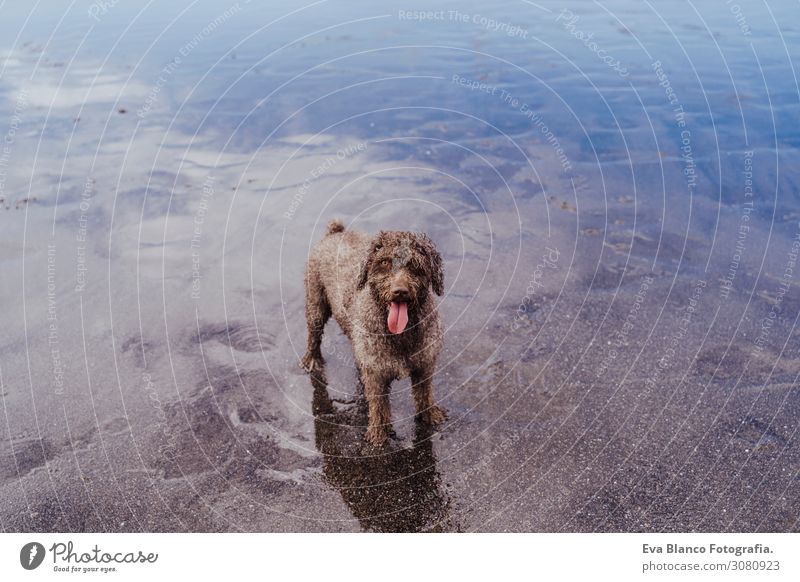 cute brown spanish water dog at the beach looking at the camera. Reflection on water sea. Pets outdoors and lifestyle. Summer concept Sunset adoption Dog candid