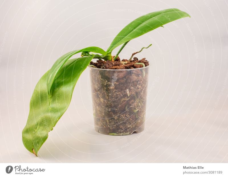 Phalaenopsis in growth Decoration Plant flowers Orchid flaked Foliage plant Pot plant Root Root formation Orchid blossom Plastic Exotic already Small Brown