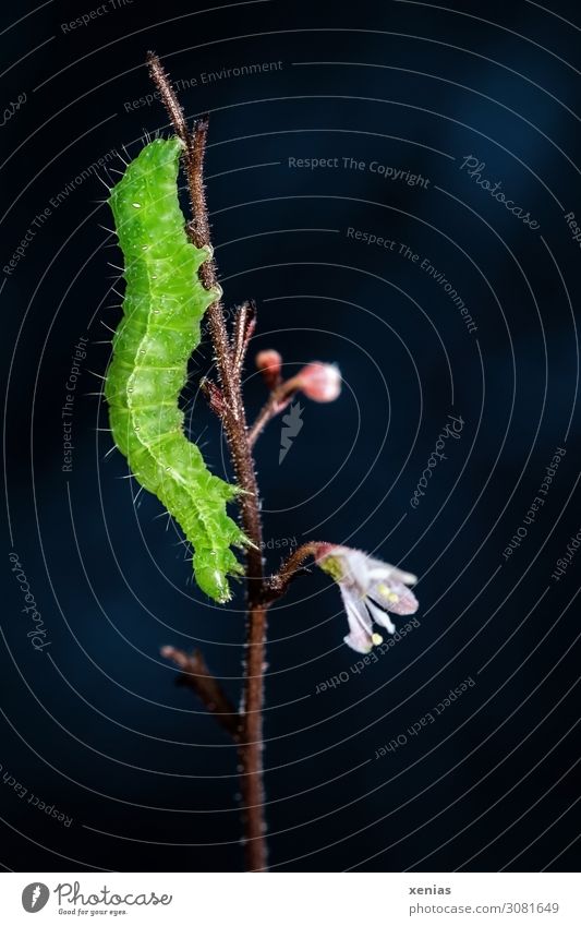 head see below - green caterpillar hanging from a branch in front of a dark background Caterpillar Nature Animal Plant Blossom Stalk Wild animal 1 To feed Green