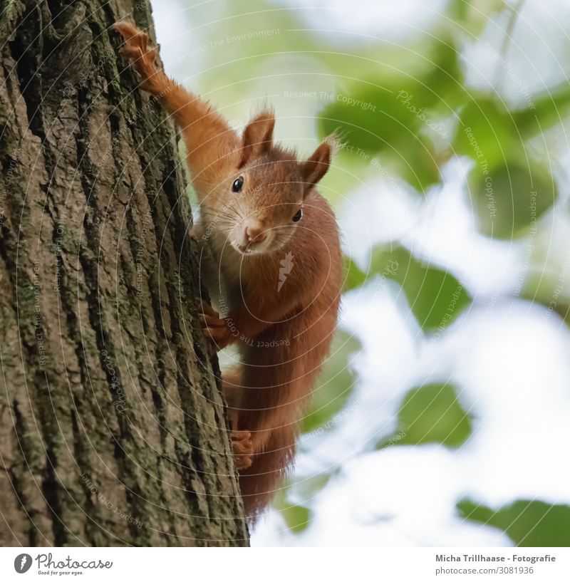 Curious squirrel on tree trunk Nature Animal Sky Sunlight Beautiful weather Tree Leaf Tree trunk Wild animal Animal face Pelt Claw Squirrel Rodent Head Eyes