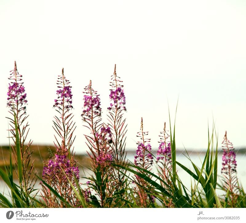 flowers at the sea Nature Landscape Plant Summer Flower Grass Wild plant Coast Relaxation Stand Growth Authentic Large Small Maritime Natural Beautiful Green