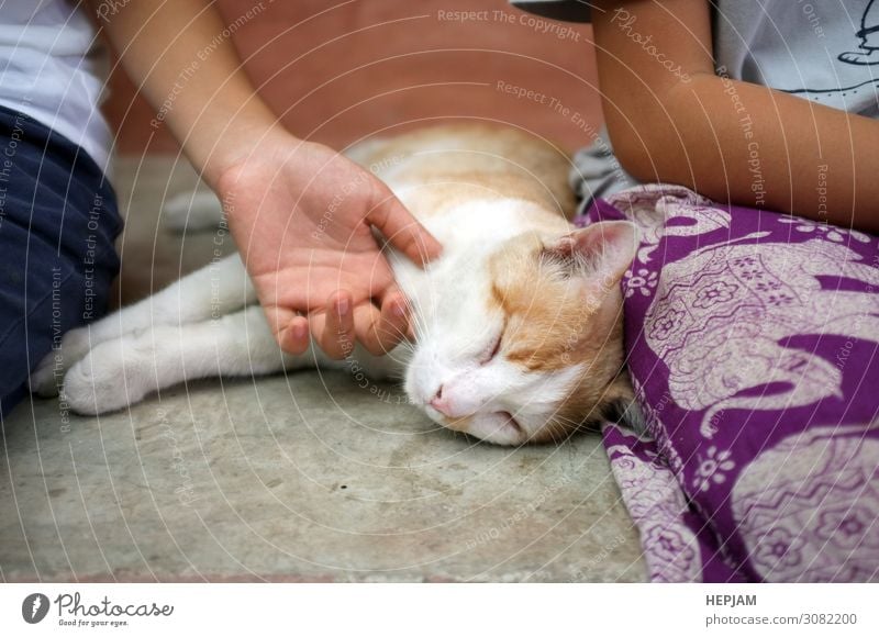 Happy kitten likes being stroked by girl's hand. Joy Face Relaxation Playing Human being Woman Adults Hand Animal Fur coat Pet Cat To enjoy Smiling Love Small