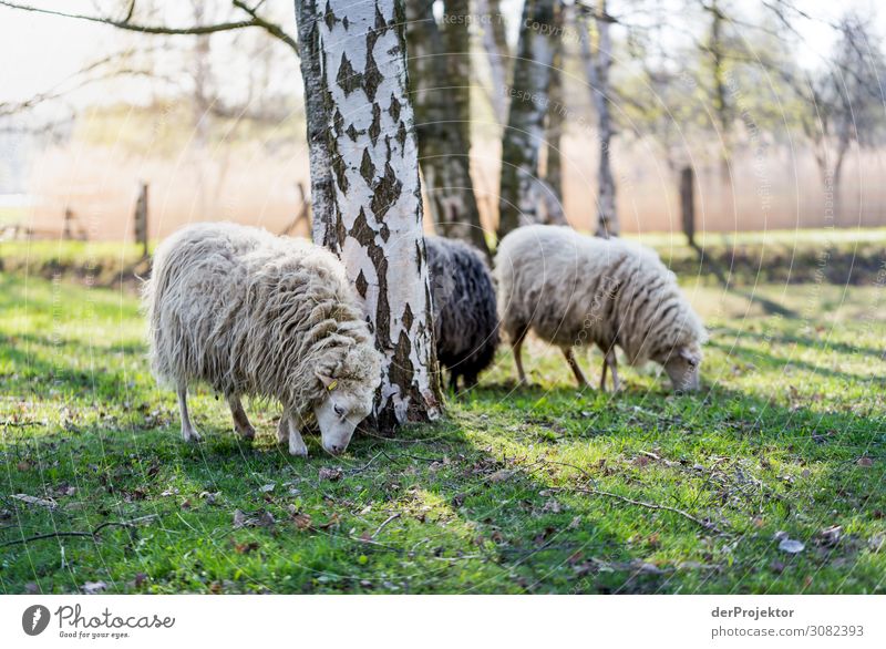 Sheep grazing in sunlight Central perspective Deep depth of field Back-light Sunlight Light (Natural Phenomenon) Day Copy Space middle Copy Space bottom