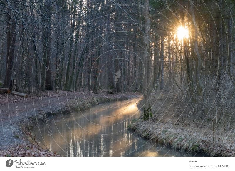 sunrise over a forest road at a stream Nature Water Brook Freeze Cold Expectation branches copy space creek dirt road forest path landscape morning light nobody