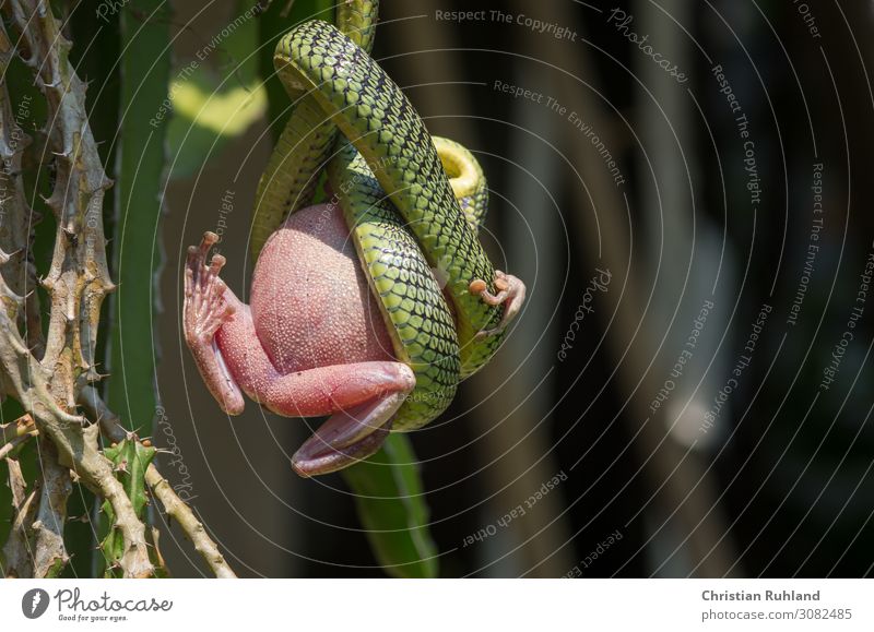 Jewelry tree snake (Chrysopelea paradisi) Animal Snake Frog Scales Paw 2 To feed Hang Exotic Juicy Green Pink Power Patient Fear of death Effort Resolve