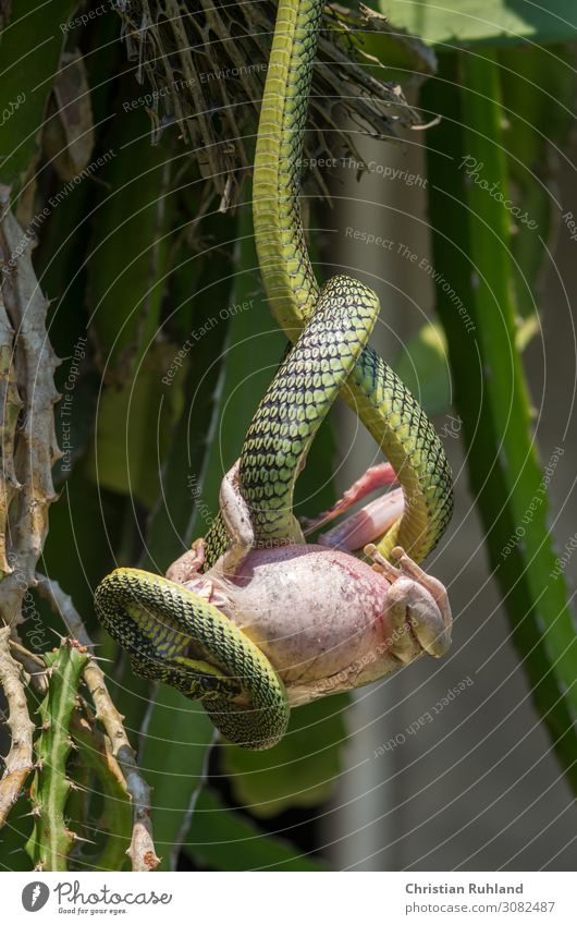 Jewelry tree snake (Chrysopelea paradisi) Animal Snake Frog Scales 2 To feed Exotic Beautiful Green Pink Appetite Fear of death Effort Resolve Contentment Power