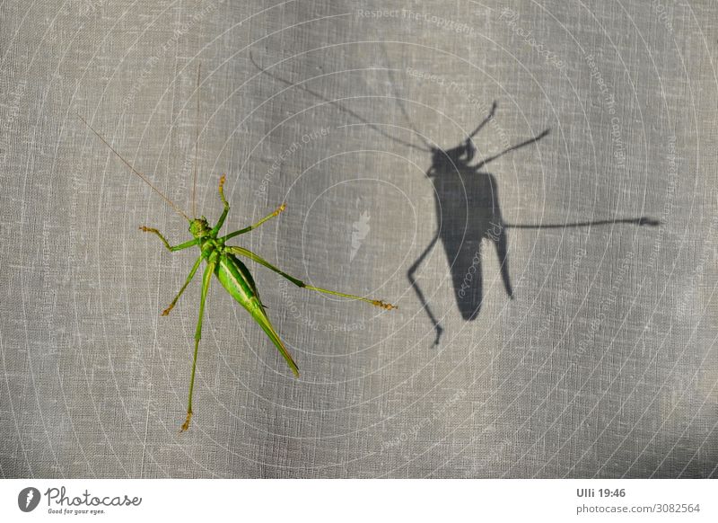 At the window: (No. 98) Sun Summer Animal Locust Dryland grasshopper 1 Observe Hang Crawl Esthetic Athletic Authentic Elegant Beautiful Near Muscular Cute Speed