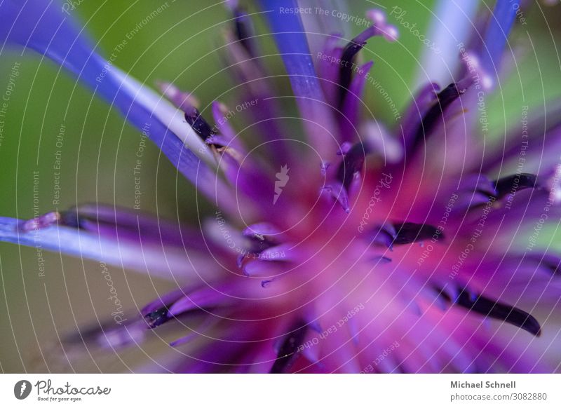 Cornflower - close-up view Environment Nature Plant Flower Kitsch Multicoloured Violet Pink Colour photo Shallow depth of field Bird's-eye view