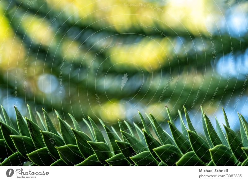 araucaria Environment Nature Plant Tree Park Thorny Yellow Green Blur Colour photo Exterior shot Deserted Copy Space top Isolated Image Sunlight