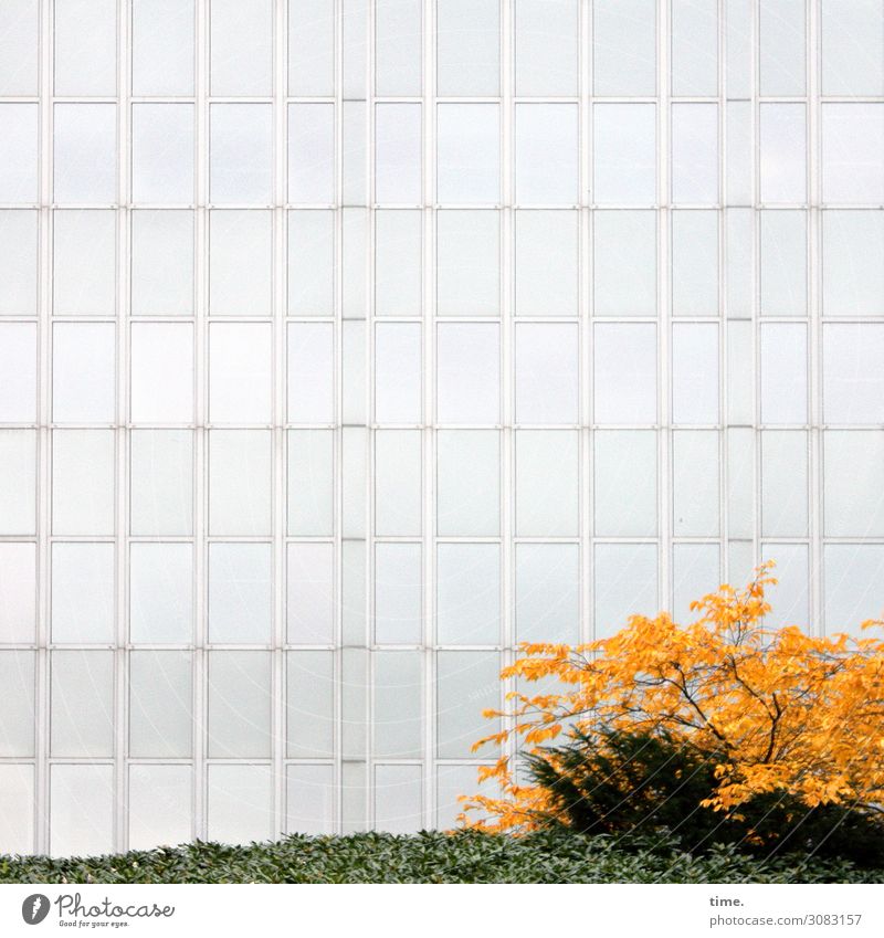 Green space before investment | Architecture and nature bush shrub Facade Wall (building) Glass Hedge Autumn Yellow Gray green Window