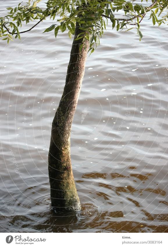 wet feet | taken literally tree Water Elbe drowned Flood Overwhelmed inundation Tree trunk Waves branches Wet