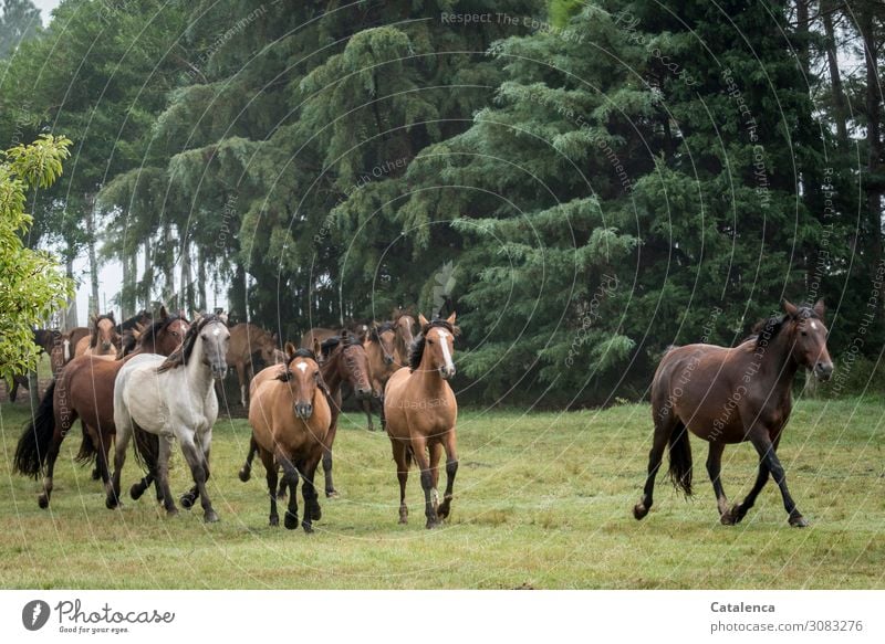 Free again, herd of horses leaves the gate Ride Nature Landscape Plant Animal Summer Bad weather Tree Grass Bushes Park Meadow Horse Herd Movement Walking