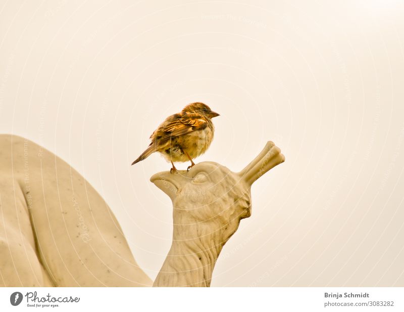A little sparrow sits on a bird statue Art Sculpture Landscape Animal Park Bird Sparrow 1 Stone Sign Touch Flying Looking Sit Exceptional Friendliness Together