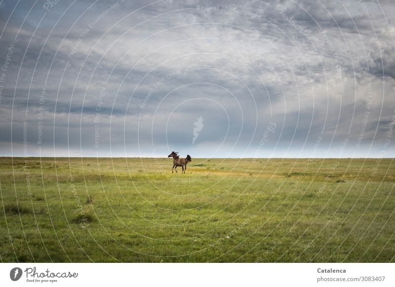 At a distance Nature Landscape Plant Animal Sky Clouds Horizon Summer Bad weather Grass Meadow Pampa Pasture Steppe Farm animal Horse 1 Movement Walking