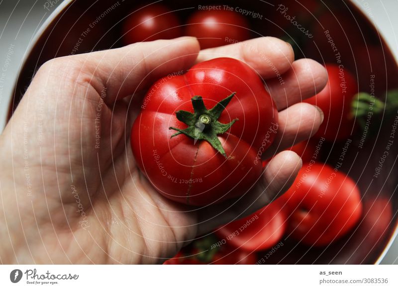 tomato harvest Food Vegetable Tomato Nutrition Eating Buffet Brunch Organic produce Vegetarian diet Diet Italian Food Hand Environment Nature Plant