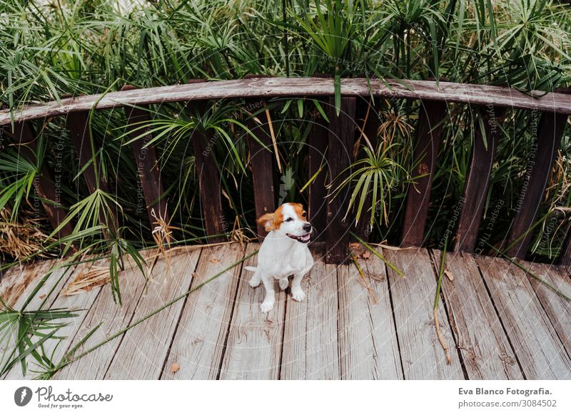 cute small jack russell terrier on a wood bridge Lifestyle Joy Happy Leisure and hobbies Playing Vacation & Travel Trip Freedom Summer Nature Plant Spring