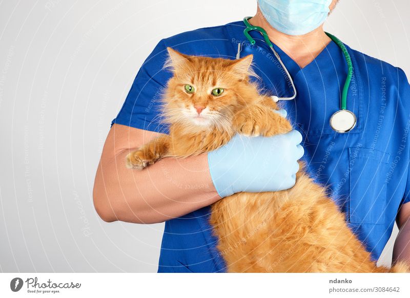 vet in a blue uniform holds an adult fluffy red cat Body Medical treatment Illness Medication Examinations and Tests Doctor Hospital Human being Man Adults Hand
