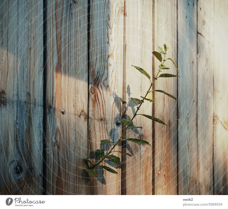 streaks Plant Wooden fence Blade of grass Stalk Growth Natural Curiosity Wood grain Colour photo Exterior shot Detail Structures and shapes Deserted