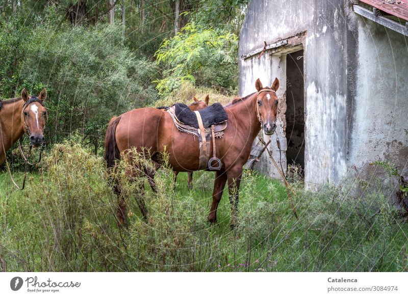 Three saddled horses wait for their riders at an abandoned building Wait Stand Saddle Nature Landscape Environment Animal Green Brown Day Keeping of animals