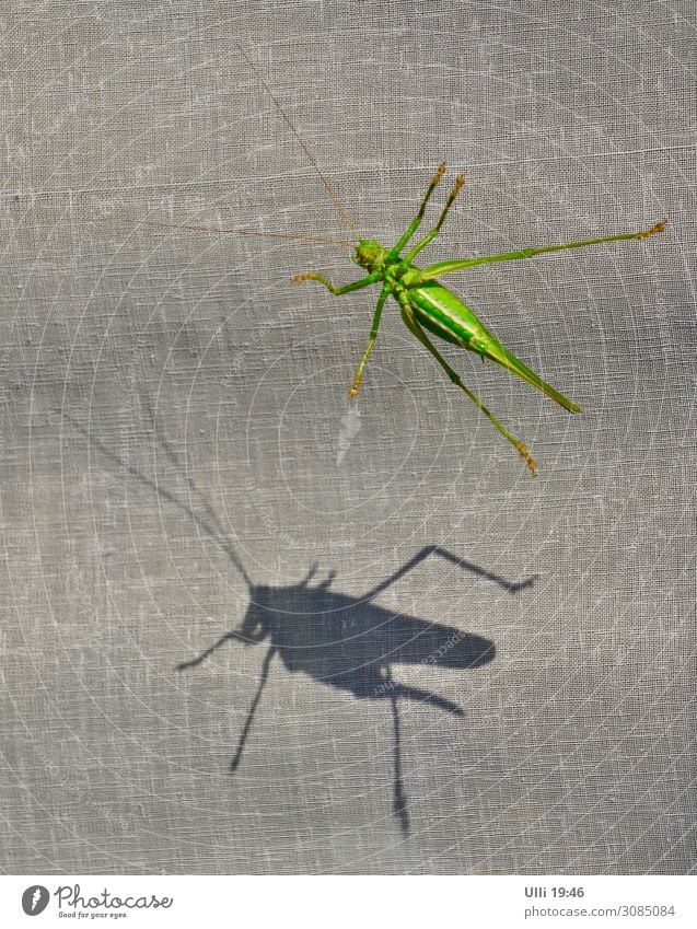 At the window: (No. 99) Sunlight Summer Animal Wild animal Locust Dryland grasshopper 1 Animal tracks Shadow Light and shadow To hold on Hang Esthetic Athletic