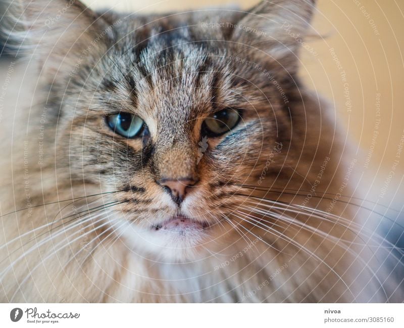 Norwegian Forestcat Cat Norwegian Forest Cat Colour photo Animal Pet 1 Animal portrait Animal face Looking Looking into the camera Interior shot Day Cute