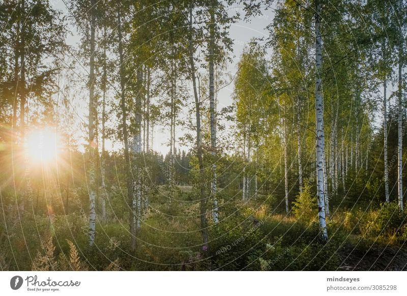 Evening sunshine in the birch forest Nature Landscape Birch wood Birch tree Forest Relaxation To enjoy Illuminate Esthetic Bright Natural Green Happy