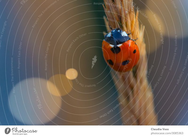 A ladybug's going high. Nature Animal Spring Summer Garden Field Ladybird Crawl Above Emotions Moody Happy Joie de vivre (Vitality) Spring fever Anticipation