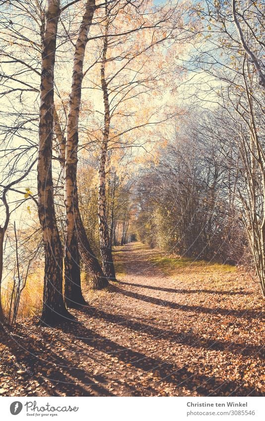 An autumnal path with trees and light and shadow Nature Landscape Earth Sunlight Autumn Tree Forest Footpath Promenade Bright naturally Blue Brown White Moody
